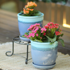 kalanchoe