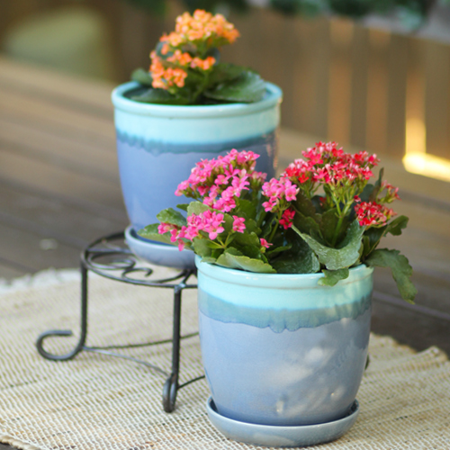 kalanchoe