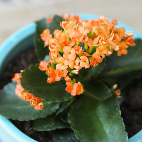 orange kalanchoe