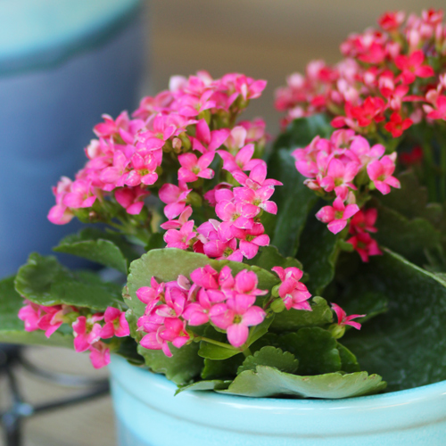 pink kalanchoe
