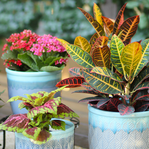 august plants