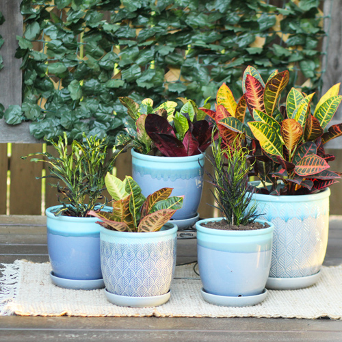 crotons
