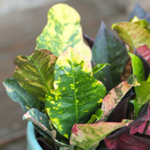 colorful crotons