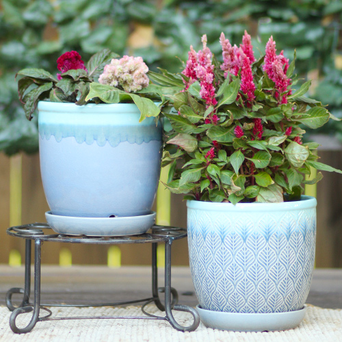 celosia