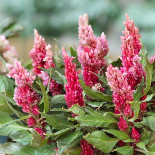 plumed celosia