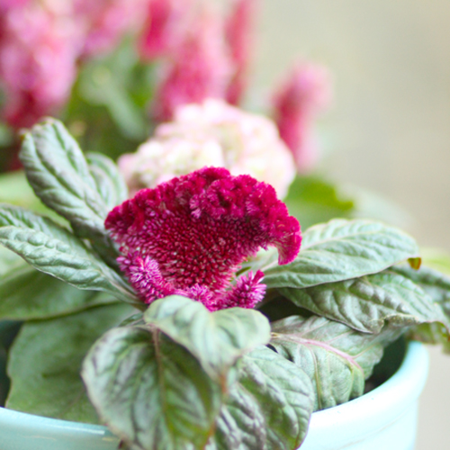 brainiac celosia