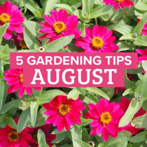 august gardening