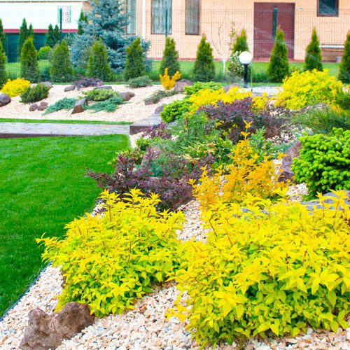 Shrubs and Flowers for Summer Garden | Calloway's Nursery