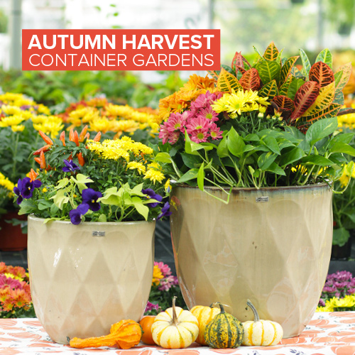 How to create a fall-themed container garden