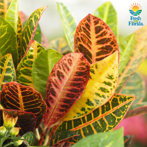 Fall container garden plants for indoors