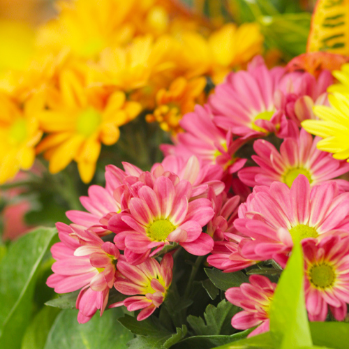 fall flowers