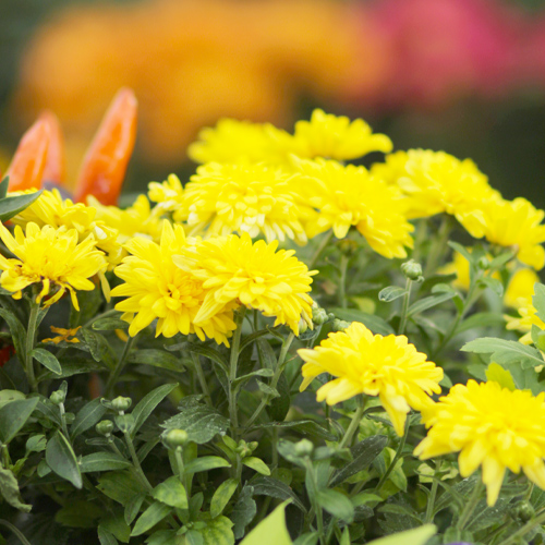 garden mums