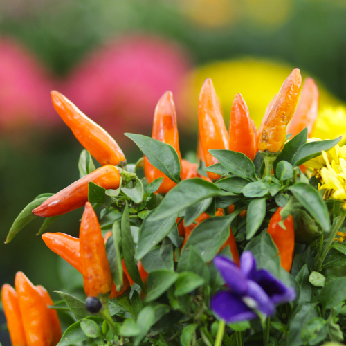 fall planter ideas