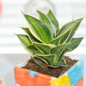 birdsnest sansevieria