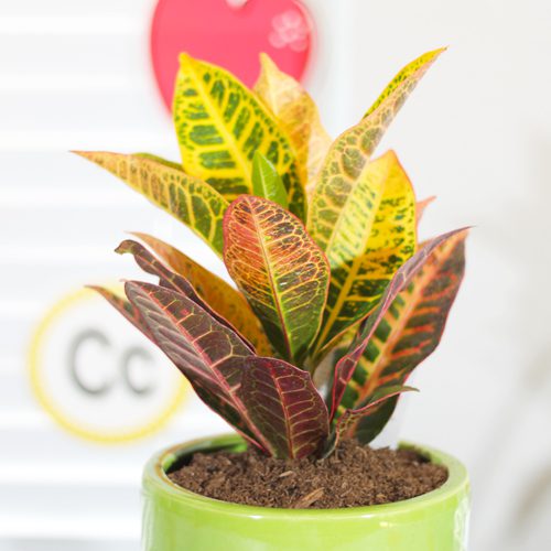 Petra Croton Plant for Back to School Gift | Calloway's Nursery