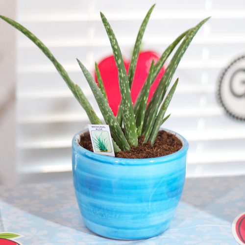  Aloe Vera Plant for Back to School Gift | Calloway's Nursery