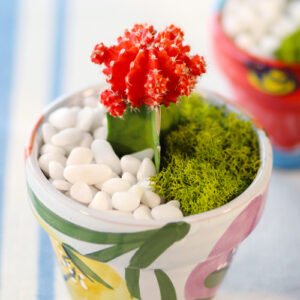 cactus plant with moss and stones
