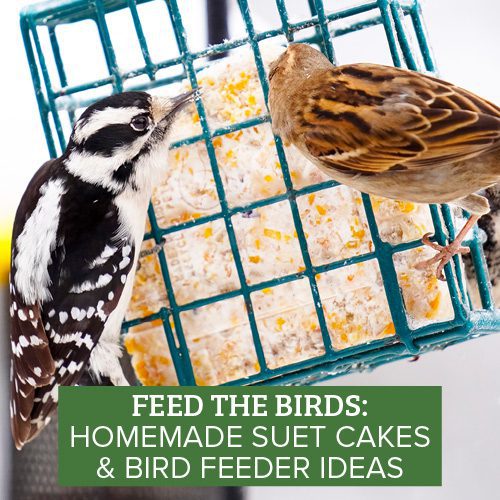 bird feeder ideas