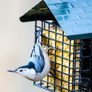 bird on suet feeder