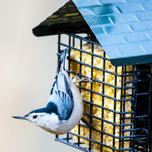 bird on suet feeder