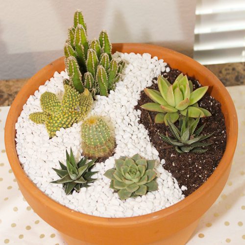 decorating container garden with decor pebbles