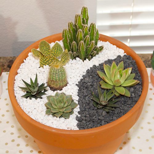 decor pebbles in container garden