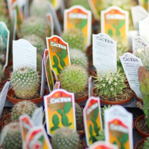 cacti