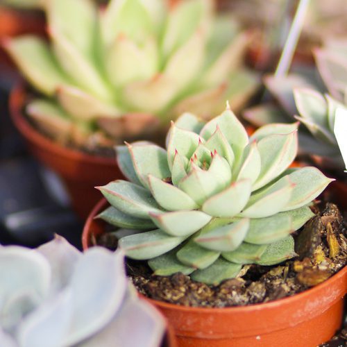 succulents