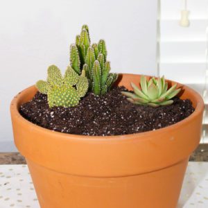 add cacti and succulents to potting soil