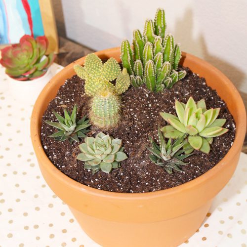 planting succulents and cacti