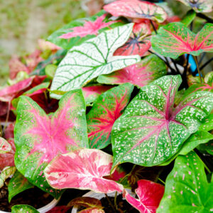 caladiums in different colors