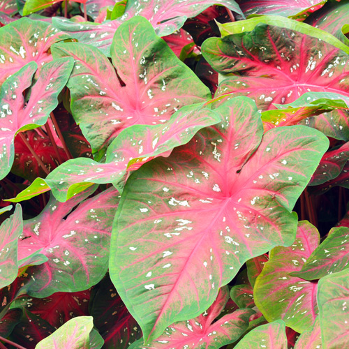 fancy leaf caladiums