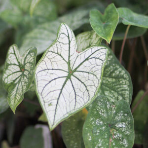 strap leaf caladiums
