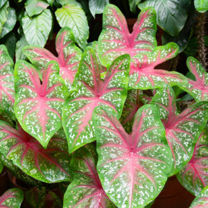 caladium plantings