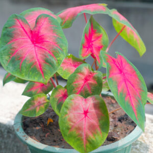 caladiums in containers