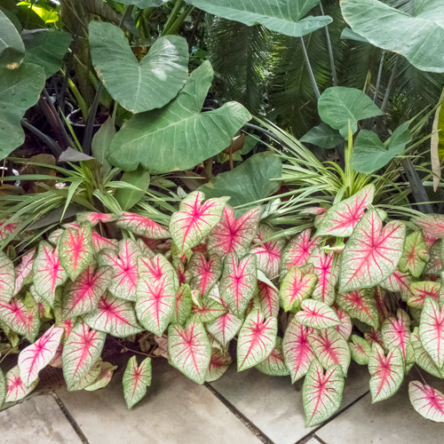 caladiums in flowerbed