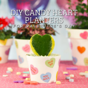 DIY candy heart planters