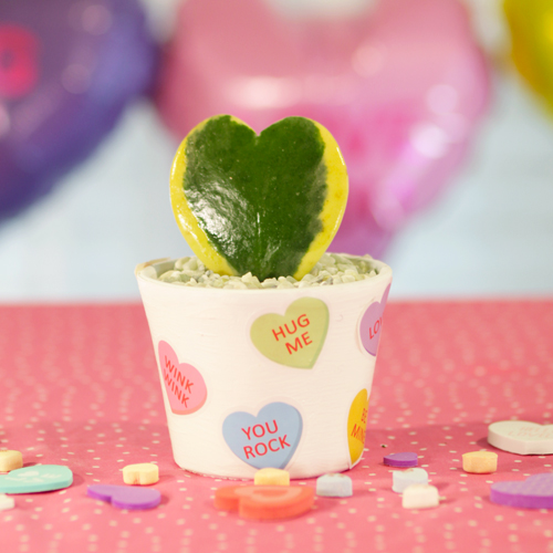 heart-shaped hoya