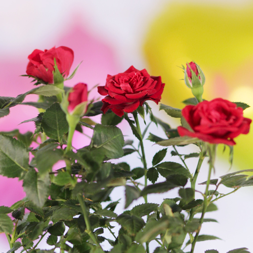 rose