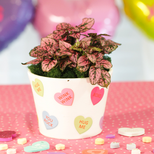 splash select polka dot plant