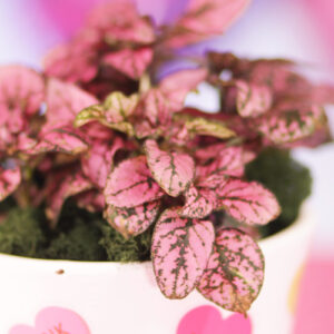 indoor foliage