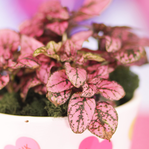 indoor foliage