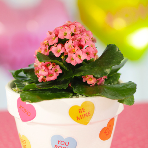 kalanchoe