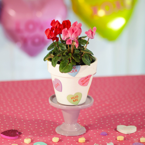 mini cyclamen