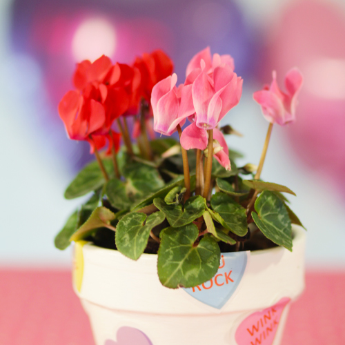 cyclamen flowers