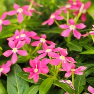 pink catharanthus