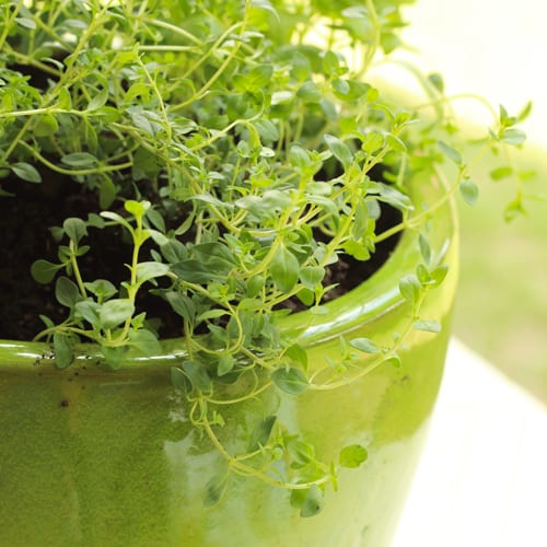 thyme