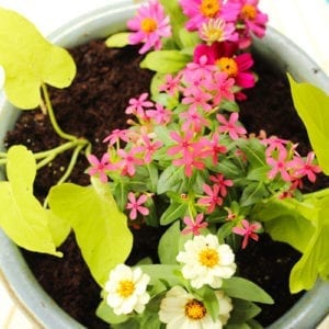 sun loving container garden