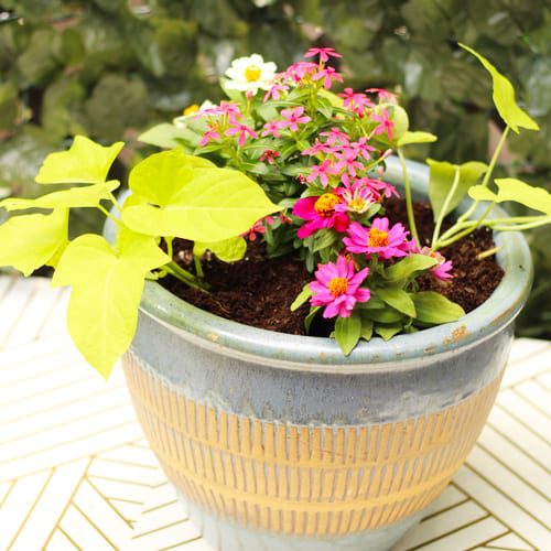 sun loving container garden with catharanthus