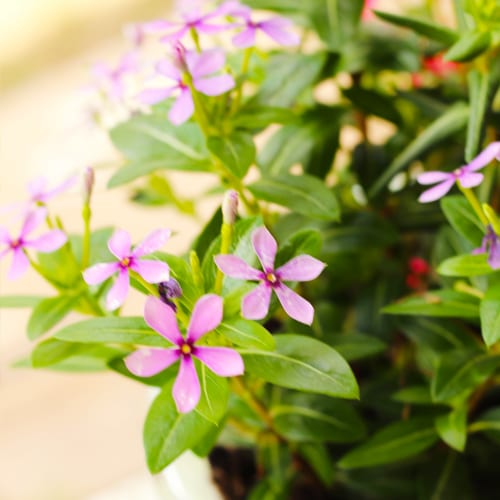 blueberry kiss catharanthus